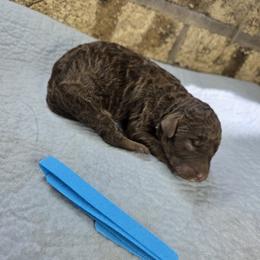 Sapphire - Phantom female Goldendoodle puppy in Delphos, Ohio from Route 66 Poodles & Doodles, Sapphire Shih-tzu's of Ohio