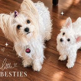 Yorkshire Terrier puppies from Angel Spun Yorkies