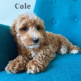 Cole - Red  male Goldendoodle puppy in Glendale, Arizona from Follow Your Bliss Doodles