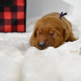 Purple F - Golden Retriever puppy in Hall, Montana from Goosetown Goldens