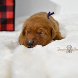 Purple F - Golden Retriever puppy in Hall, Montana from Goosetown Goldens