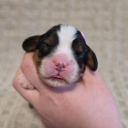 AKC BOY 2 - Tri-color male Cavalier King Charles Spaniel puppy in Bonney Lake, Washington from House of Happy Cavaliers