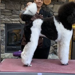 Poodles from Annie's CA Standard Poodles
