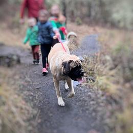 Mastiff All Grown Up from Temblor Mastiffs