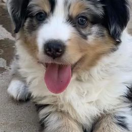 Miniature Australian Shepherds and Toy Australian Shepherds from Circle T Mini Aussies