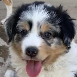 Miniature Australian Shepherds and Toy Australian Shepherds from Circle T Mini Aussies
