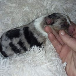 Australian Shepherd Puppies from Patchwork Kennels