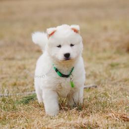 Isko - White male Siberian Husky puppy in Lunenburg, Vermont from SNOW WOOLY HUSKY