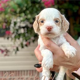 Meatball - Red roan male Cockapoo puppy in Mocksville, North Carolina from Little Bear Doodles