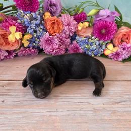 Tilly - Black and tan female Dachshund puppy in Florence, Arizona from Doxie Town Az