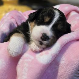 Miniature American Shepherd Puppies from All About Me Miniature American Shepherds