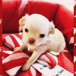 Lenox - Cream and white male Chihuahua puppy in Ponca City, Oklahoma from Bliss Acres Farm