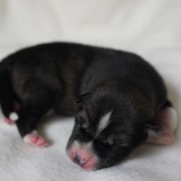 Aria - Agouti and white female Siberian Husky puppy in Wiscasset, Maine from Running with Huskies