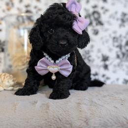 Goldendoodle and Shihpoo Puppies from Bellady's Shihpoos