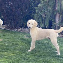 Poodles from Stylish Standards