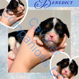 Benedict - Tri-color male Cavalier King Charles Spaniel puppy in Sterling, Colorado from Cavalier Companions CO.