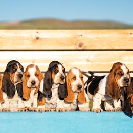 Basset Hounds from Blue Mountain Bassets