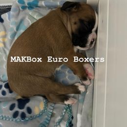 Boxer Puppies from MAKBOX Euro Boxers