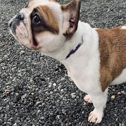 French Bulldogs from Cachet French Bulldogs