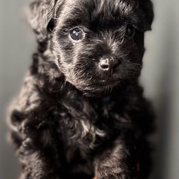 Maltese, Maltipoo, and Poodle Puppies from Healing Pawz LLC