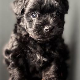 Maltese, Maltipoo, and Poodle Puppies from Healing Pawz LLC