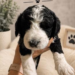 Kennedy - Tri-color female Bernedoodle puppy in Center Line, Michigan from Mitten Made Bernedoodles