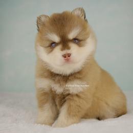 Khalen - Red and white male Pomsky puppy in Loxahatchee, Florida from Cardinal Point Pomskies