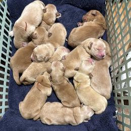 Cedar (Green) - Golden male Golden Retriever puppy in Franklin, West Virginia from Wildmour K9