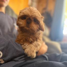 Rebecca - Red female Shih Tzu puppy in Running Springs, California from Amanda's Shih Tzus