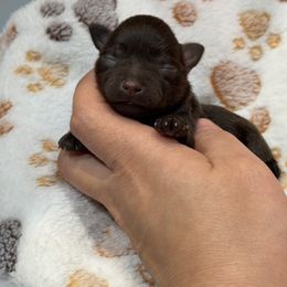 Maverick - Liver male Miniature Schnauzer puppy in Montebello, California from Rod Schnauzers