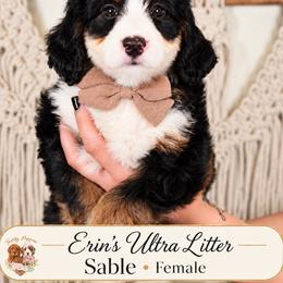 Sable - Tri-color female Bernedoodle puppy in Norcross, Georgia from Teddy Puppies