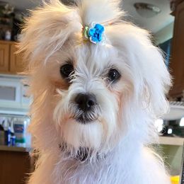 Willie - Maltese