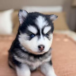Tim - Black and white male Pomsky puppy in Memphis, Missouri from Happy Hills Kennels