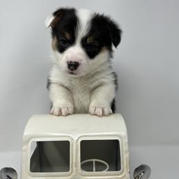 Arctic - Black and tan male Pembroke Welsh Corgi puppy in Waco, Texas from The Comma Corgis