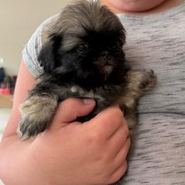 Cashew - Fawn male Pekingese puppy in Clinton, Tennessee from Gracelands Pekingese
