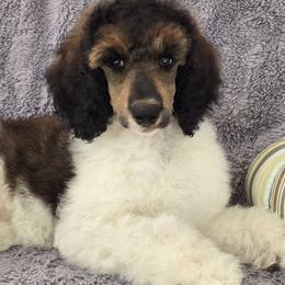Charity - Parti female Poodle puppy in Bauxite, Arkansas from Mountain Ridge Poodles
