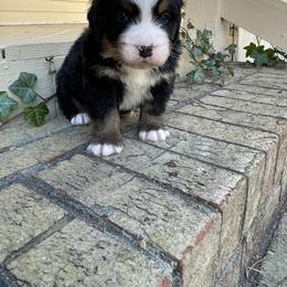 Mac n’ Cheese - Black rust and white male Bernese Mountain Dog puppy in Fountain, North Carolina from Stargirl Bernese Mountain Dogs