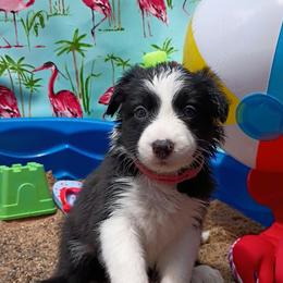 (Zola) Zola - Black and white female Border Collie puppy in Max, Nebraska from Stag Valley Homestead