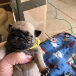 Pug and Pug (Non-standard) Puppies from House of Briggs Pugs