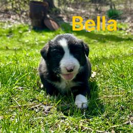 Bella - Black and white female Border Collie puppy in Milton, Pennsylvania from C&C Border Collies