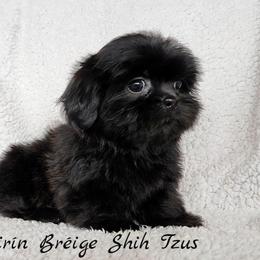 Shih Tzu Puppies from Beirin Breige Shih Tzus
