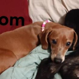 Paisley - Dachshund