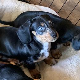 Dachshund Puppies from Sassafras Dachshunds