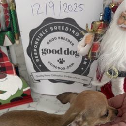 Mrs Grey charting under 3 lb 3800 - Fawn female Chihuahua puppy in Las Vegas, Nevada from Quality Poms Chihuahua Yorkies of Las vegas
