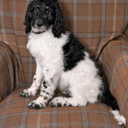 Bear - Parti male Goldendoodle puppy in Idaho Falls, Idaho from High Quality Goldendoodles