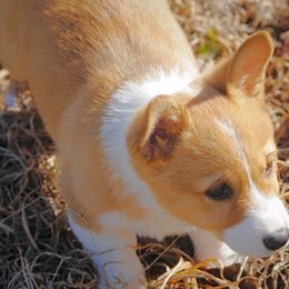 Pembroke Welsh Corgi Puppies from Dream Corgis