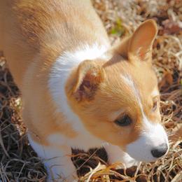 Pembroke Welsh Corgi Puppies from Dream Corgis