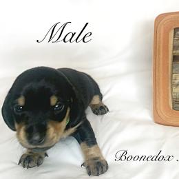 Dachshund Puppies from Marissa's Dachshunds (BooneDox Mini Dachshunds)
