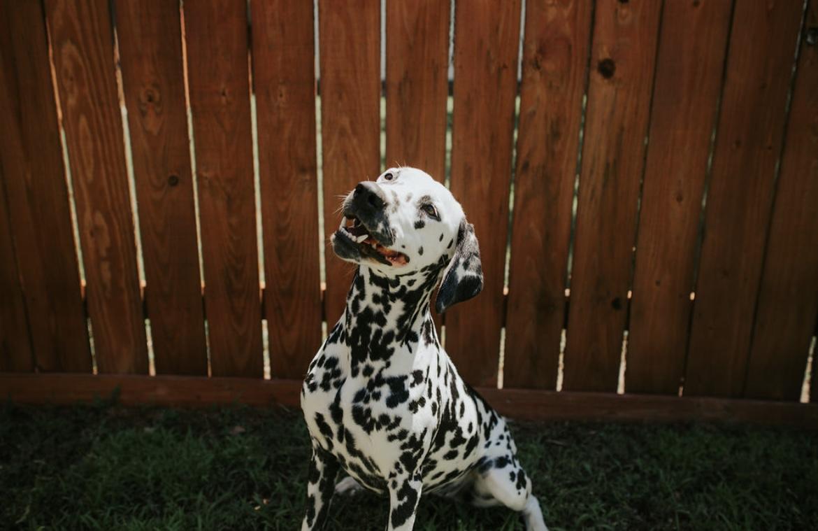 Brandy