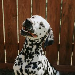 Brandy - Dalmatian